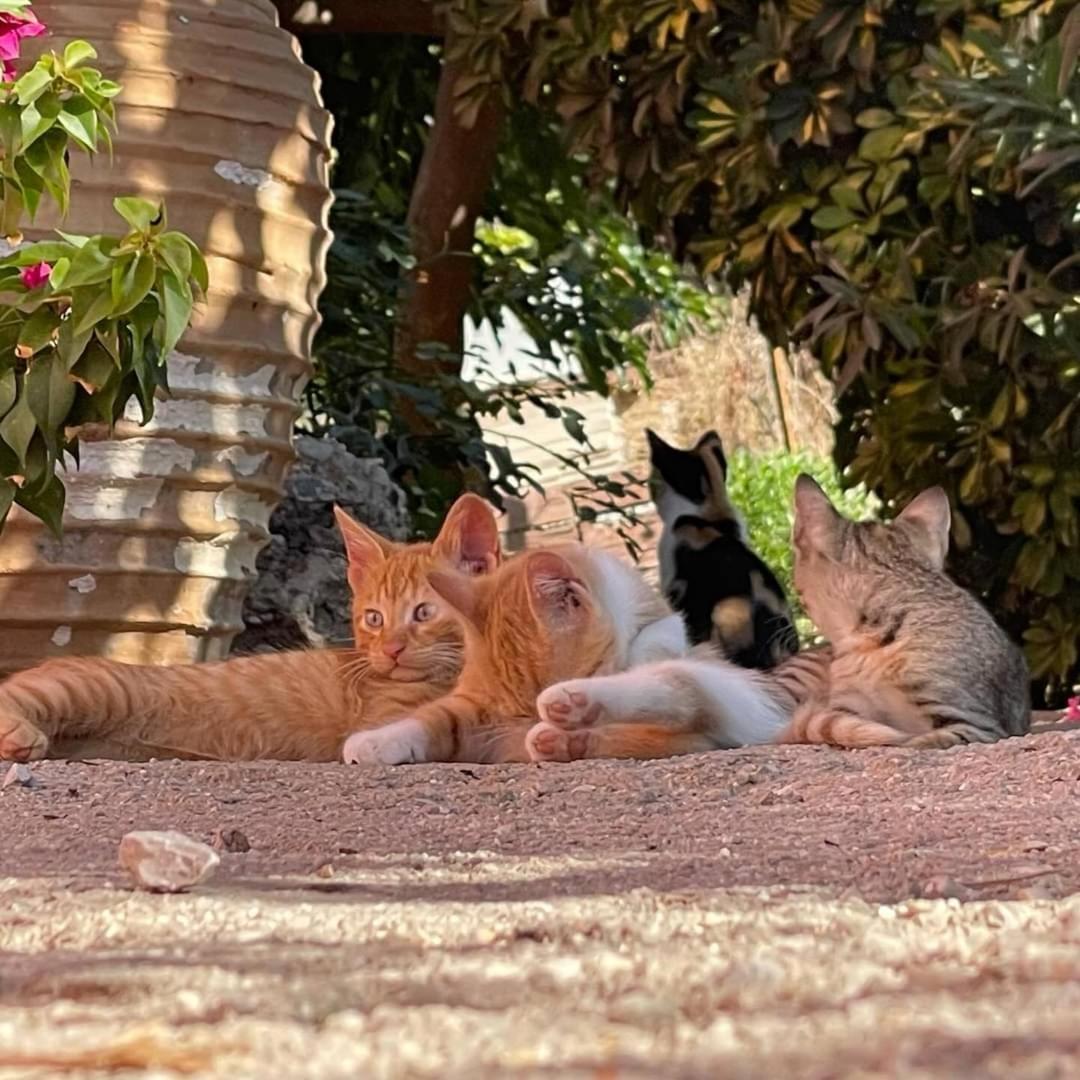 شقة Ktima Develekou Pigadhia  المظهر الخارجي الصورة